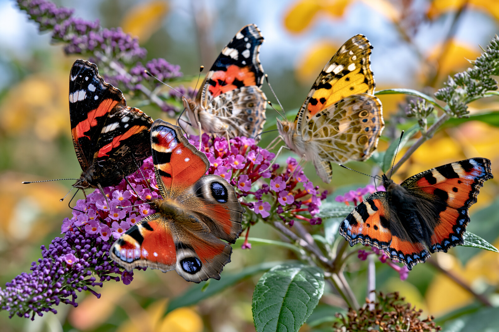 Peacocks and Admirals on Buddleia