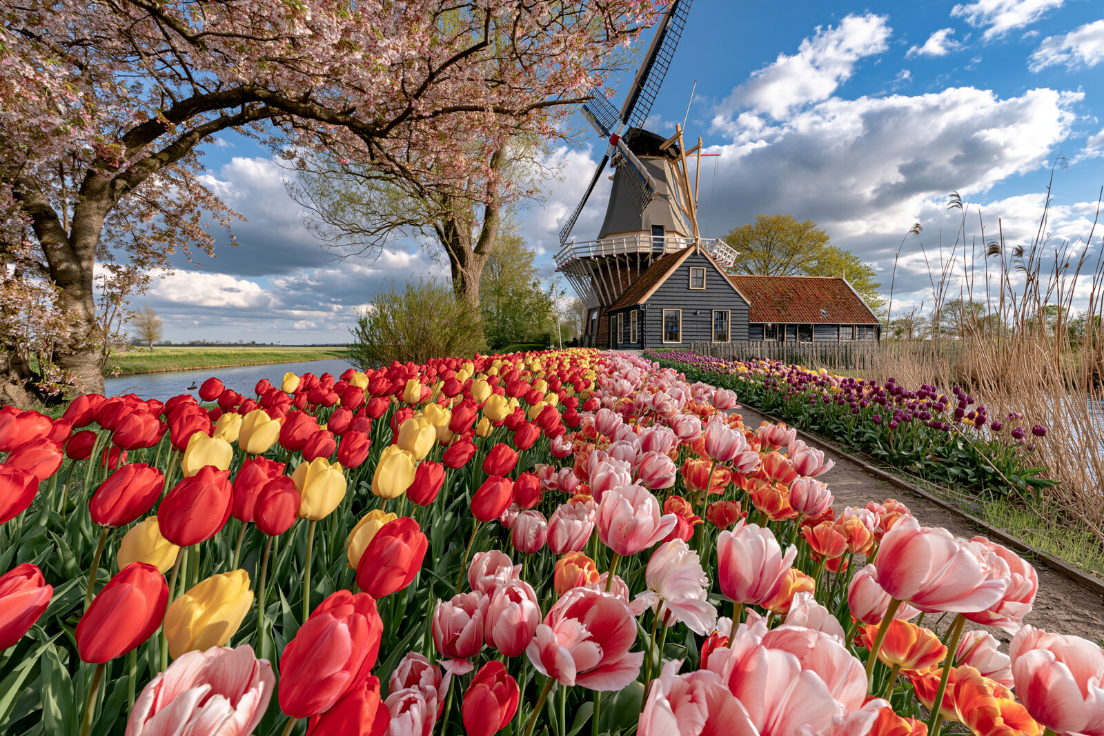 Tulip Flowers by the Windmill