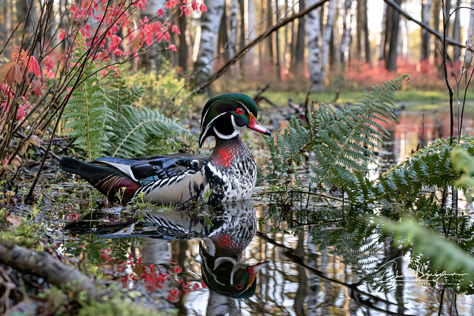 Wood Duck on the Still Pool