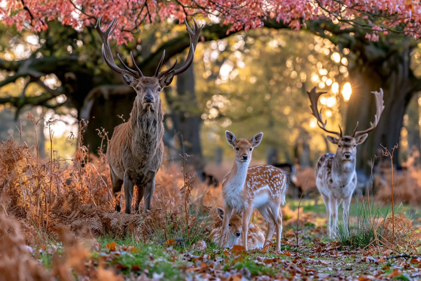 Fallow Buck in the Evening Light