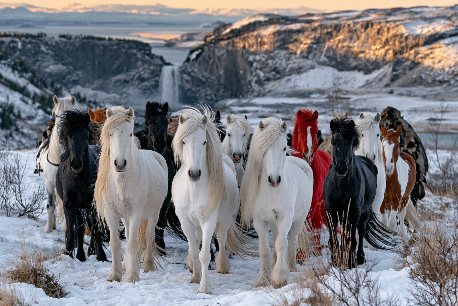 Icelandic Horses in the Snow